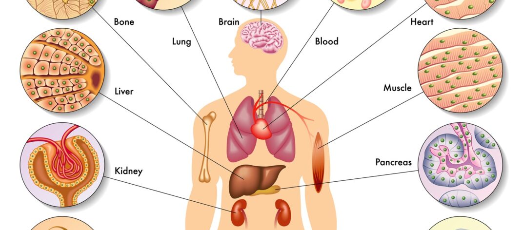 Human body cells